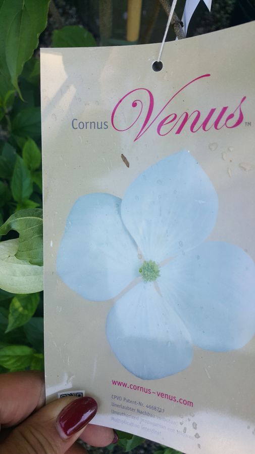 Hartriegel Venus